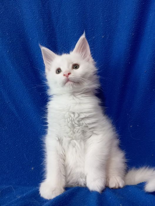 Котята породы Мейн Кун