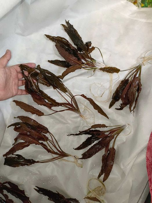 Красная крипкарина