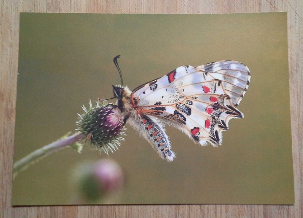 Колекция пощенски картички с авторски фотографии на животни