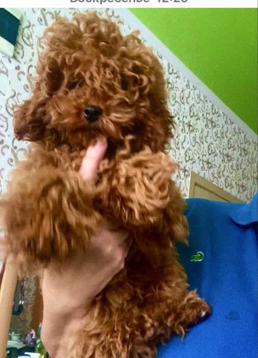 Девочка пудель тэдди 6 месяцев