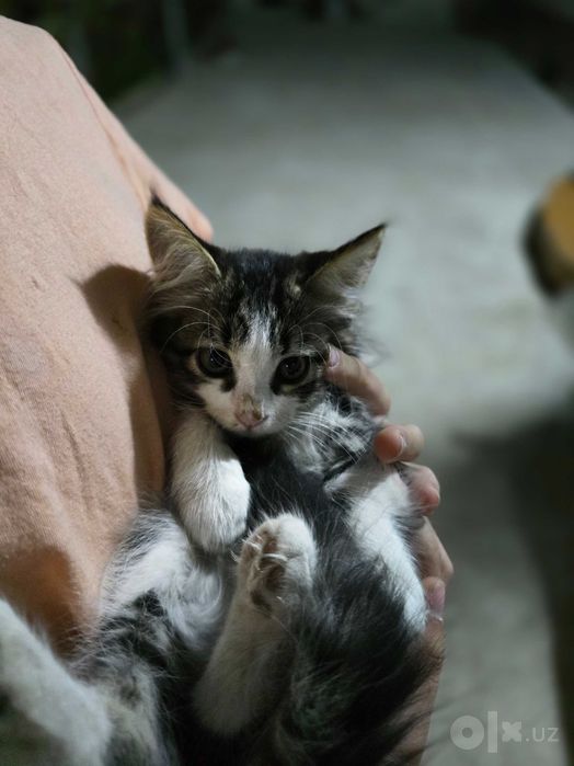 Отдаю даром котят