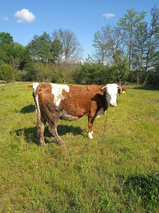 vand 2 vaci - Sitani, Bihor