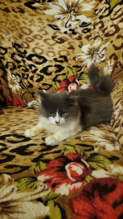 Отдам котят в добрые руки