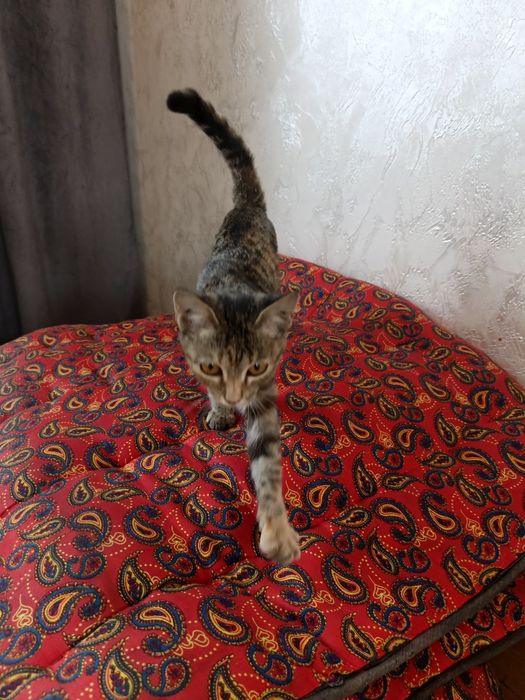 Отдам в хорошие руки котенка