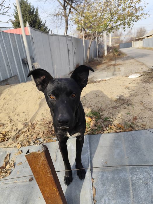 Отдам в хорошие руки