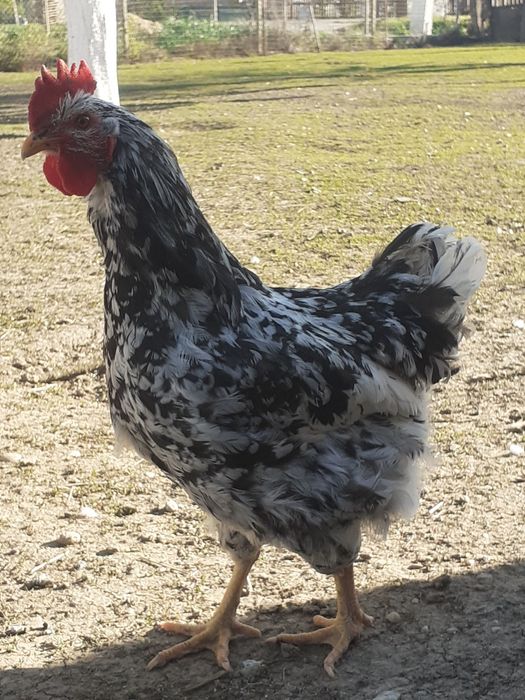 Cocosi Pita Pinta .