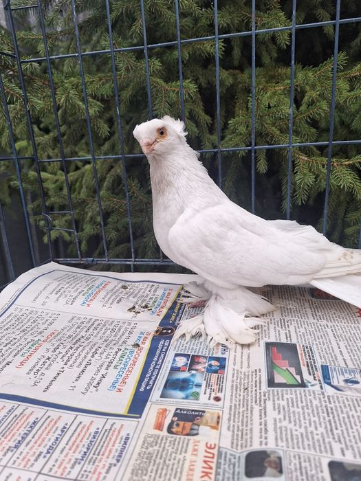 Продам самца гулбадама очень крупный мощный