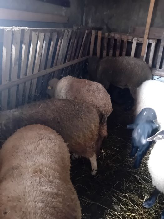 Oi fatate si gestante