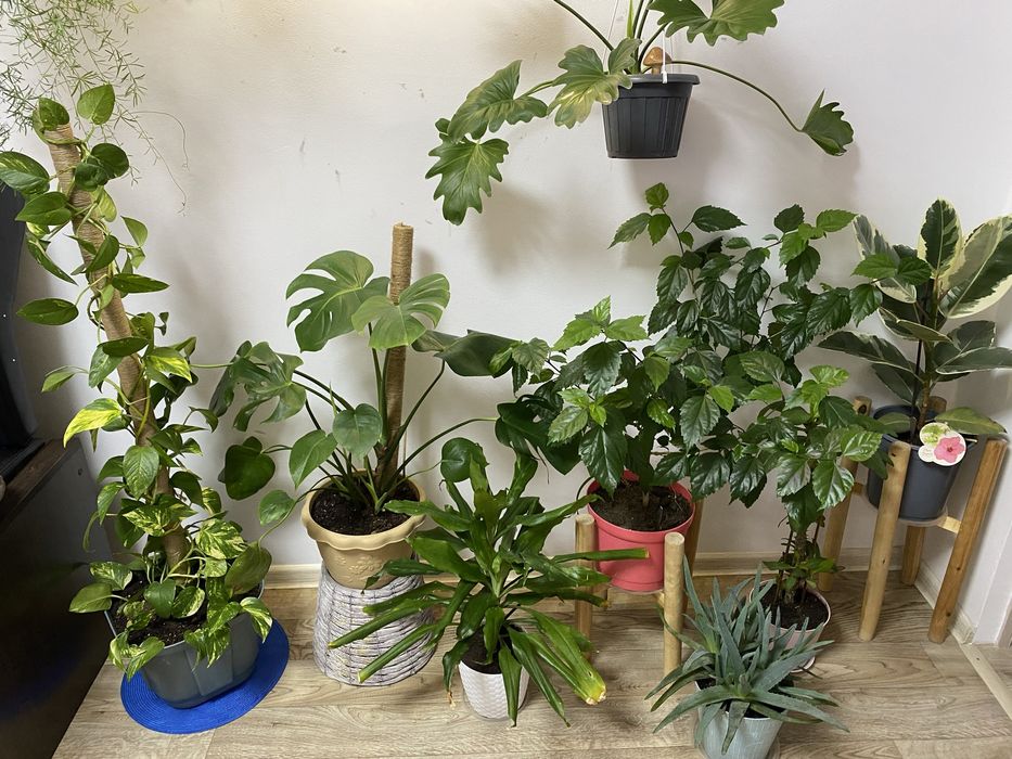 Продам домашние-комнатные цветы