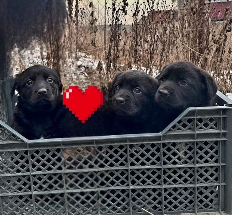 Щенки лабрадора на день влюблённых