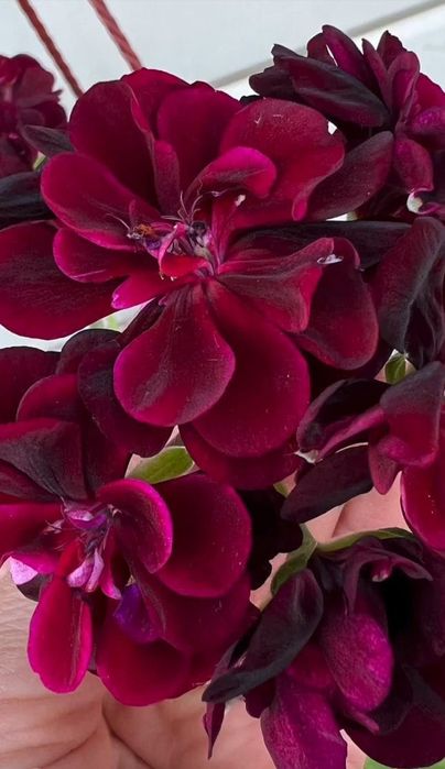 Продам отростки пеларгония ( герань)