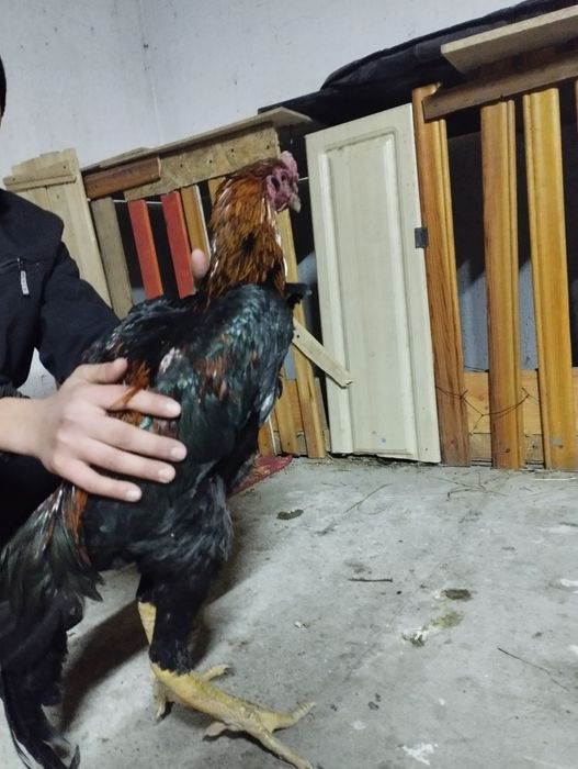 Прадам о шамо майский петух