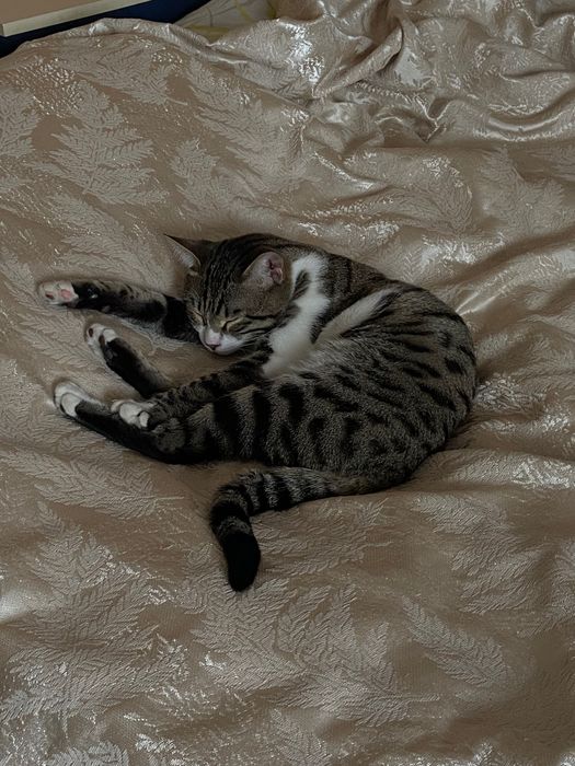 Отдам кота в добрые руки