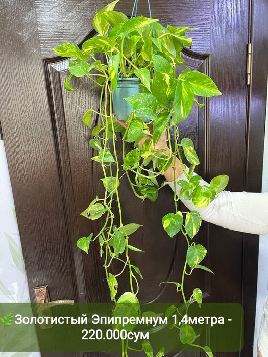 Эпипремнум золотистый,