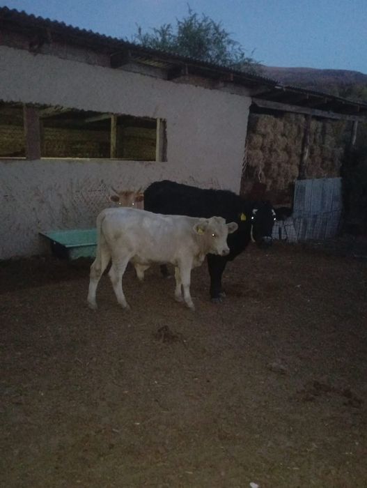 Продам Бычков 5 -6 месяцев