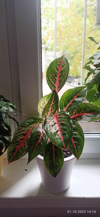 Продам аглаонему