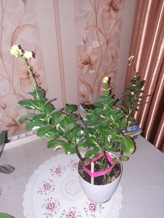 Продам комнатные цветы