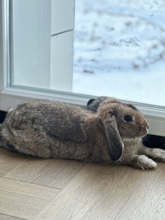 Продам кролика вместе с клеткой