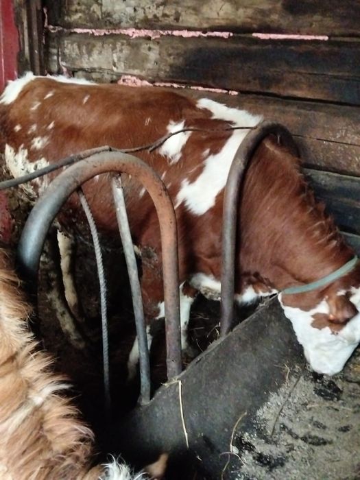 Бір жастан асқан бұқа,құнажын