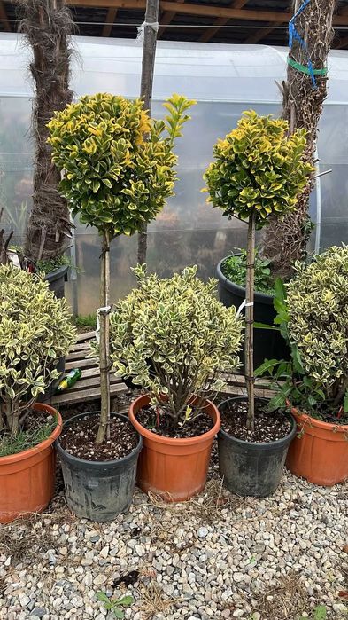 Plante ornamentale