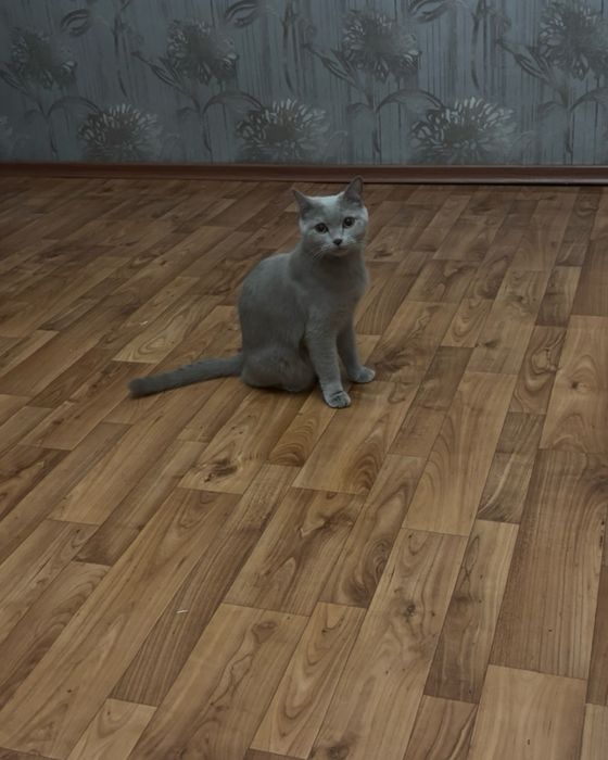 Гостиница для животных  на долгий срок