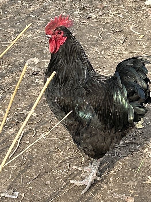 Продам Джерсийский гигант