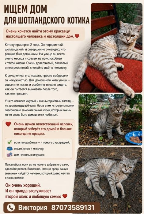 Шотландский котик ищет дом