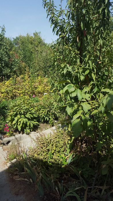 продается дом в дачном массиве Химик газ подвели