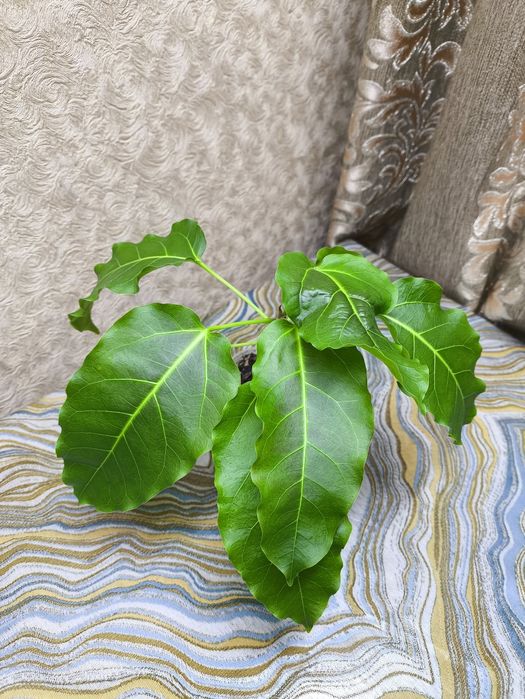 Фикусы разных сортов