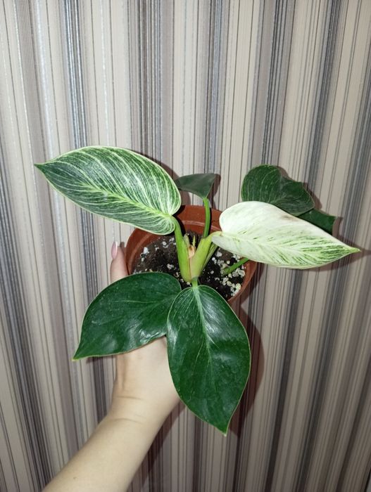 Продам Филодендрон