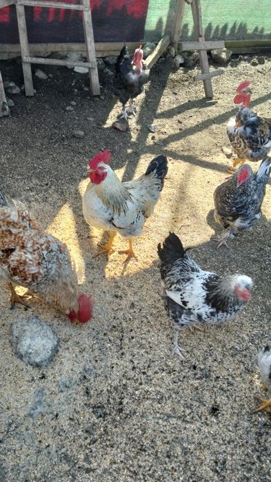 Vând cocoși de țară