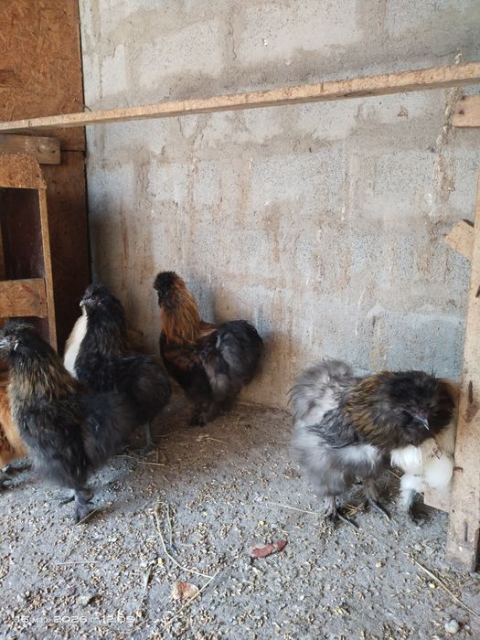 Продам китайских шёлковых петушков молодые