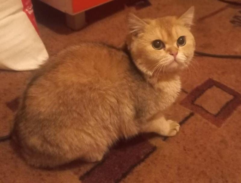 Кот золотое шиншиллы