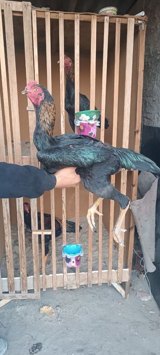 Хуроз жожа тозаси