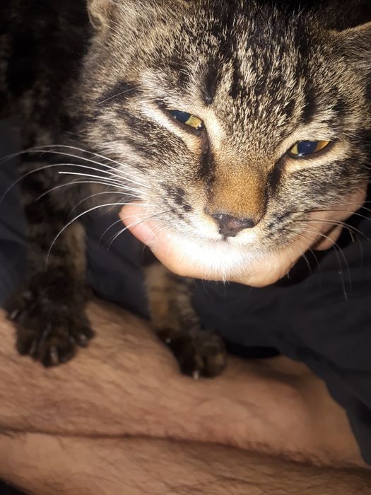 Кошка бесплатно 7777