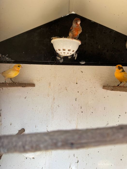 Canari