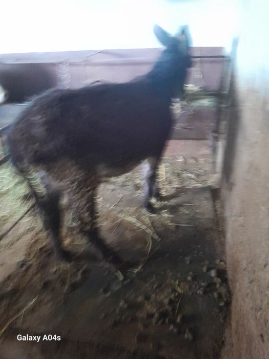 Продам ишака 2 года