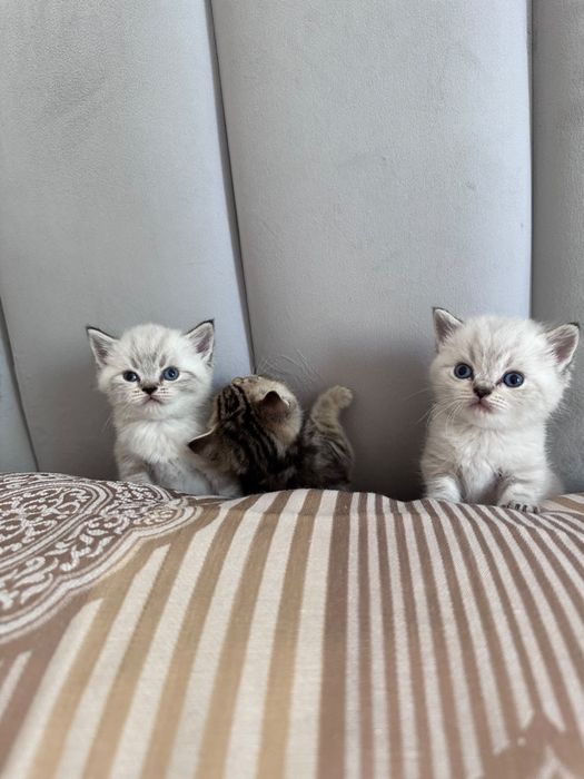 Продам шотландских котят
