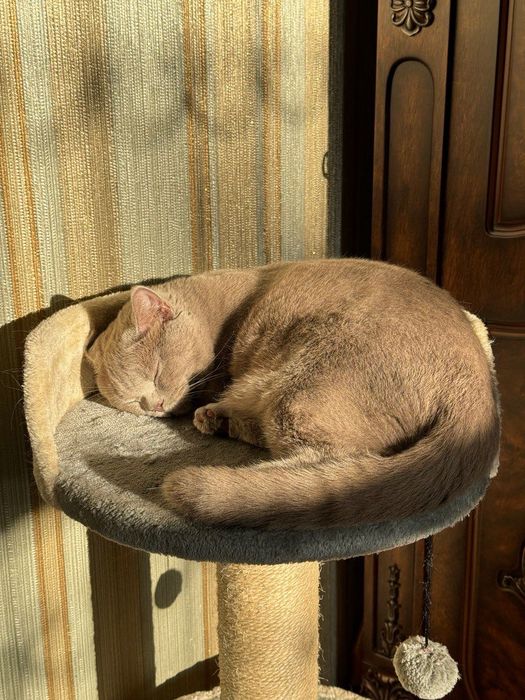 Кошка Бритиш короткошерстная