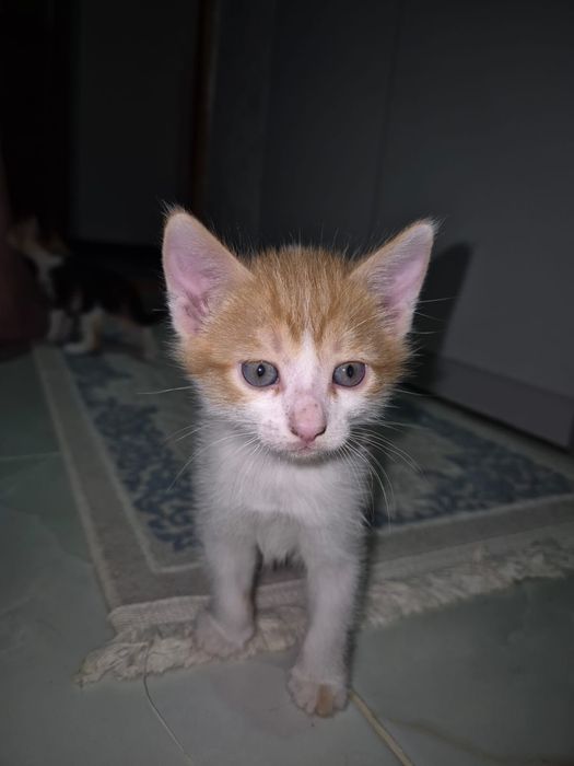Отдадим котят в заботливые руки