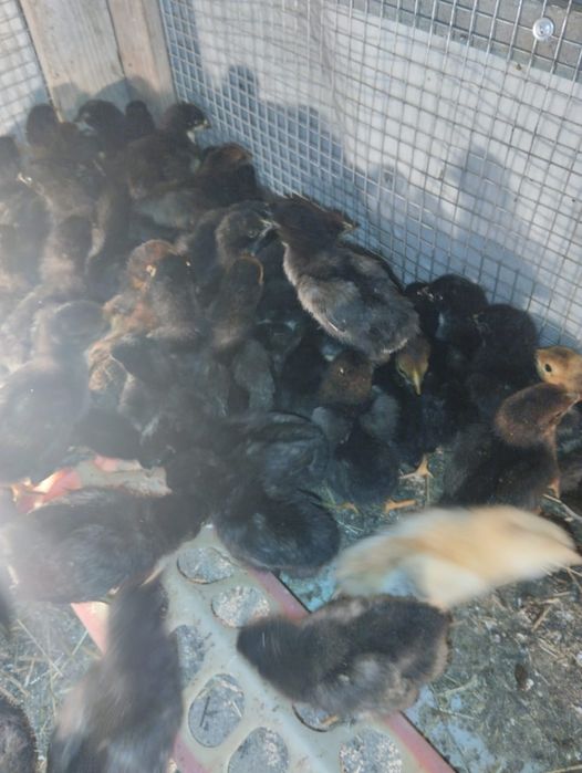 Курица цыпленок домашний 10 дней