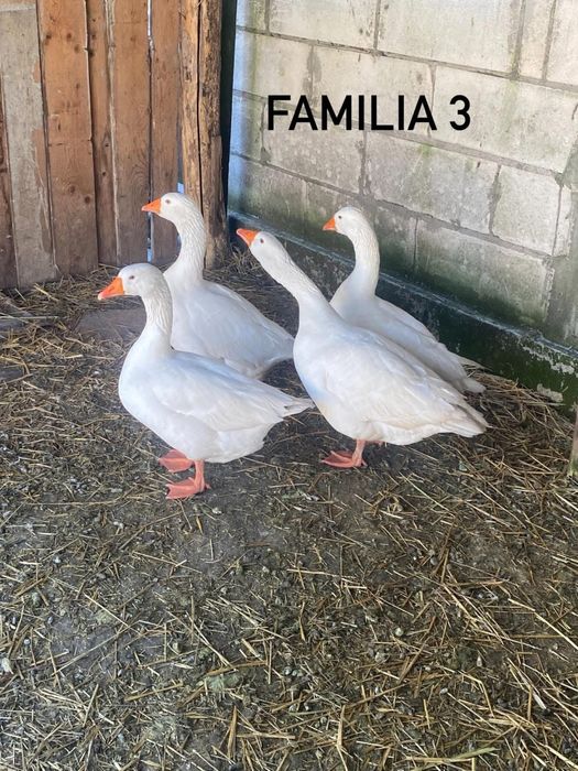 Vand gaste sau schimb