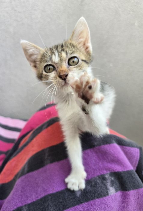 Подарявам женско коте