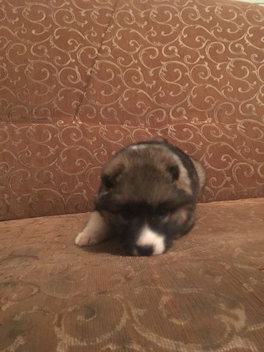 Продам чистый алабай