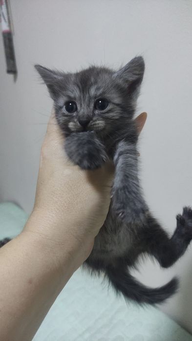 Котята скотшфолд и скотишстрайт