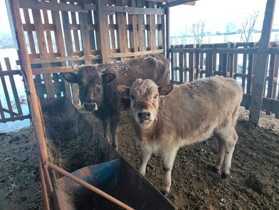 Жылқы тайларымен