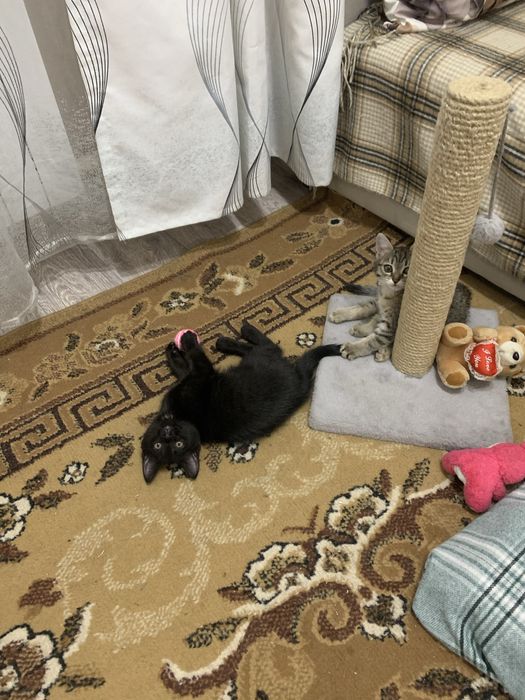 Отдам даром в добрые руки.