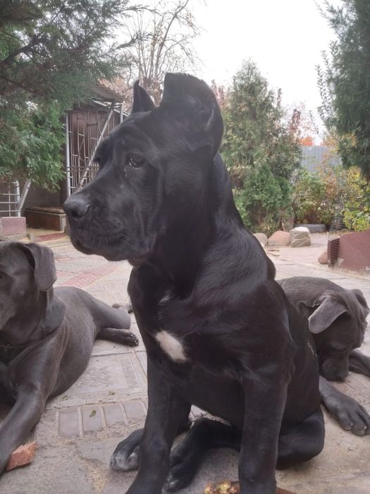 Продаются щенки «Кане Корсо», девочка