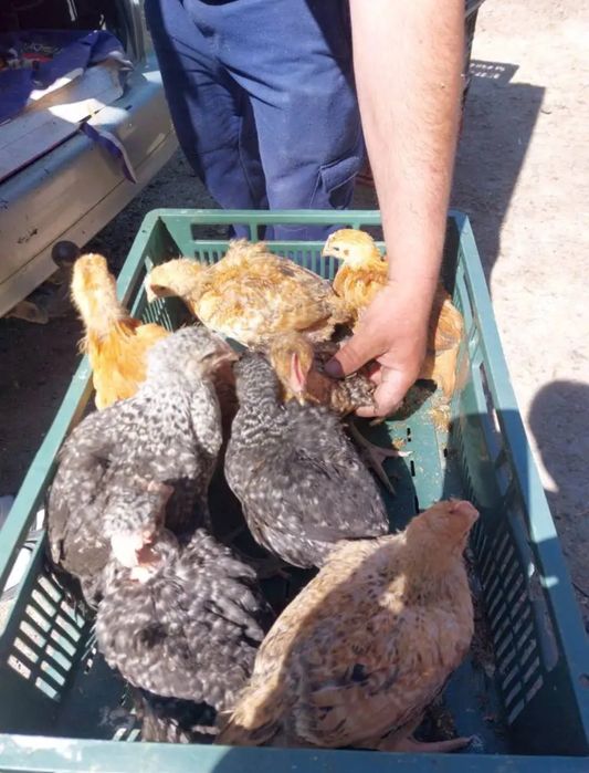 Bună ziua dragi clienți ferma de pui vă oferăm spre vânzare pui albi