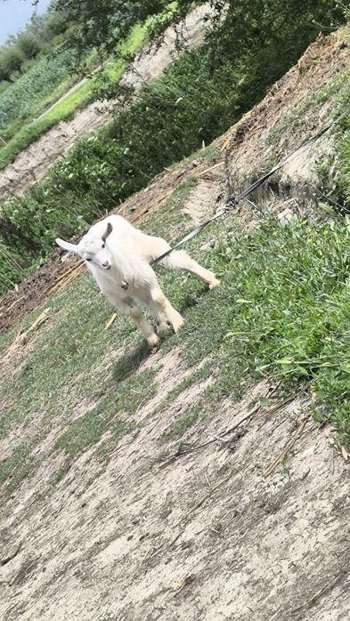 Йиб ичишига кафолат бераман